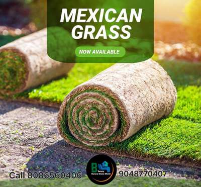 Mexican Grass