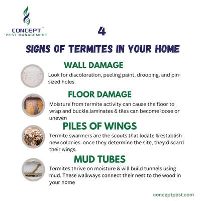 #pestcontrol  #termitecontrol