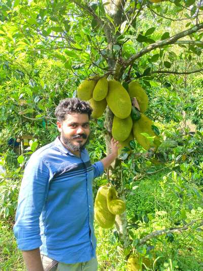 Dungsurya jack fruit or red jack New stock arrived ABIYA Garden pls contact