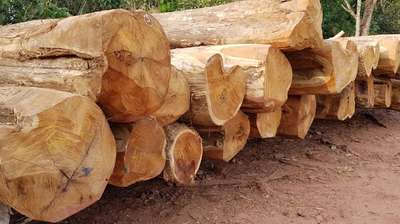 Teak Wood logs 
contact: 9447077102