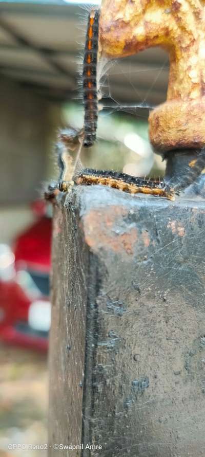 #pestcontrol  #termite  #fleas  #inserts  #pesticide
#pestmanagement
