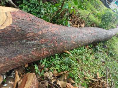 നല്ല  പഴക്കമുള്ള ആഞ്ഞിലി ആവശ്യക്കാർ ബന്ധപ്പെടുക
9526907118
8848292113