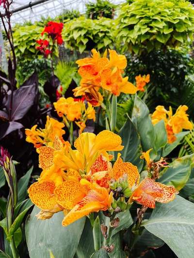 #LandscapeIdeas  #GardeningIdeas