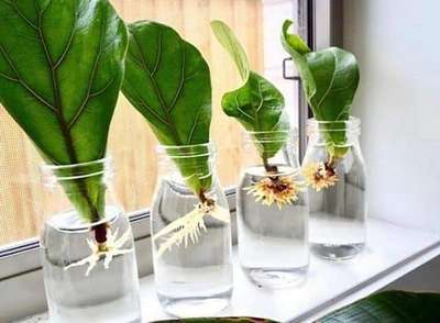 #IndoorPlants
Growing Plants In Jar
