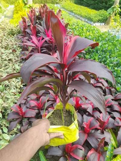 #GardeningIdeas  #LandscapeIdeas