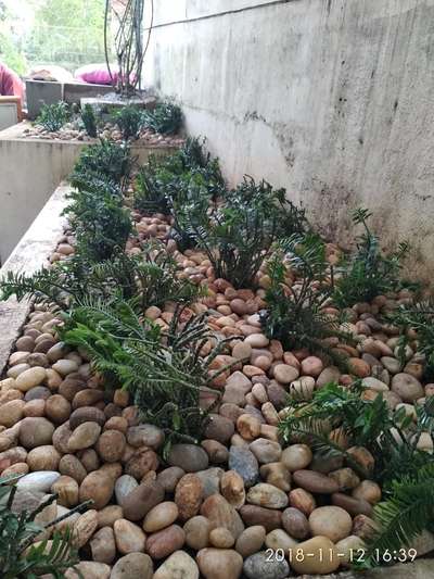 glitter designz landscape & pools
tvm, poojapura

contact: 9447447618,
                7012547317 
 #garden  #VerticalGarden  #RoseGarden  #BalconyGarden  #FlowerGarden  #KitchenGarden  #RockGarden  #gardendesigner  #gardening  #gardenstone  #MexicanGrass  #zoasisgreengrass  #LandscapeGarden  #pebbleswork  #plantsofinstagram 
https://koloapp.in/posts/1628774335