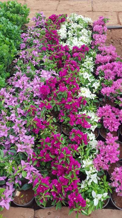 bougainvillea Dwarf varities  #bougainvillea