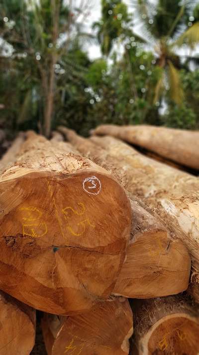 Best Teak Round Logs 
contact: 9447077102