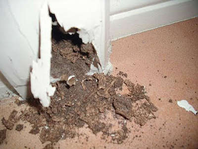 Anti-Termite
#termite #termitetreatment #pestcontrol