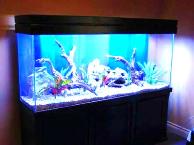 full set aquarium 25000   contact 9207387875