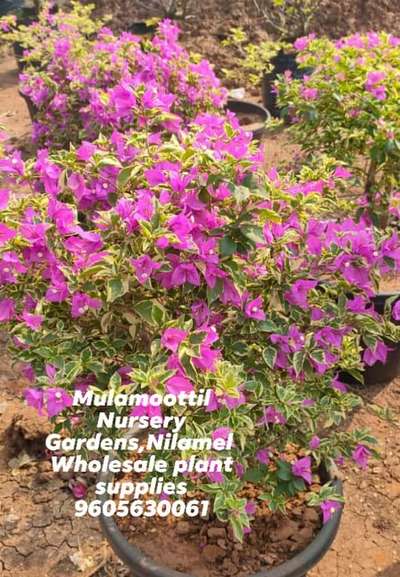 *Bougainville Outdoor plants *
Multi coloured Bougainville plants available for wholesale and Retail supplies @ Mulamoottil Nursery Gardens, Nilamel 9605630061