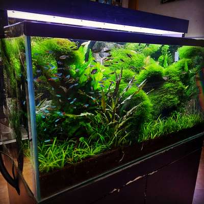 planted aquarium low tech


#Marvelaquasystem #marvelaquarium #plantedaquariummalayalam #GreenAqua #Aquarium #Aquascaping #Aquascape #NatureAquarium #PlantedTankmalayalam #Aquariumplants #Aquaticplants #aquascapingshop #Aquascapeforbeginners #Aquascapinghowto #aquariums #paludarium #nano #homedesign #homedecor #landscape #relaxation #wabikusa #jurjis #georgefarmerchillujalakam #ada #oliverknot #serpaedesigns #mayurdev #aquascaper