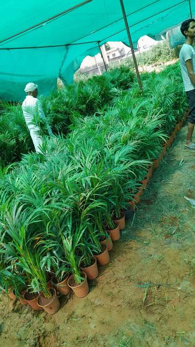 #arecapalm #IndoorPlants #airpurifierplants