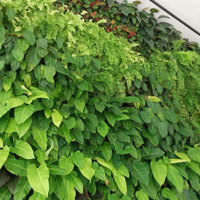 # green wall #vertical garden #indoor garden