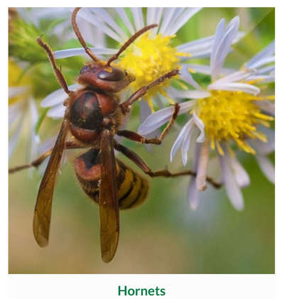 #hornets control 🪰