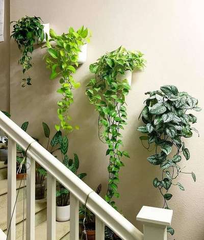 #IndoorPlants