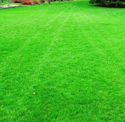 nilgiri grass and plants