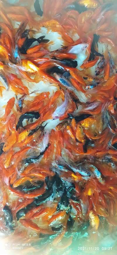 #goldfish #aquarium
#blackmoor #fishtank