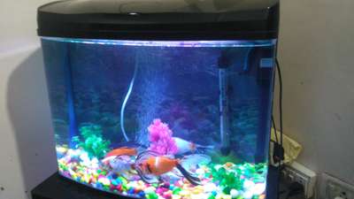 Molded Aquarium, Led, Filter, colour stone, plant  available