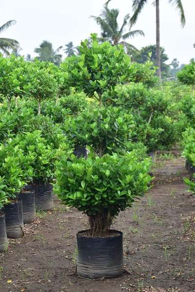 Ficus Triple Ball 21*21