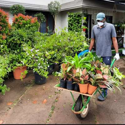 exotic#ornamental plants #tropical roots landscaping,kochi