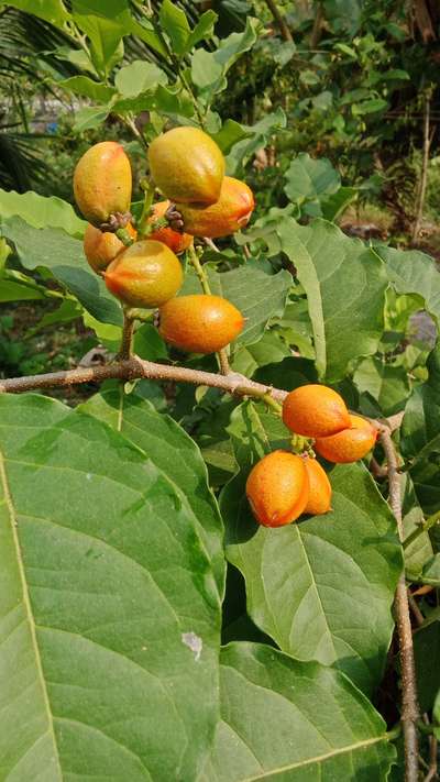 Peanut butter fruit tree planted (2 years age) for our client in Cherthala, Kerala for a Tropical Food Forest project 
#fruitsplants #fruitgarden #fruitlover #foodforest #gardening