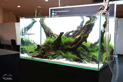 Hardscaping  Aquascaping 
 #aquarium 
more details 9497774547