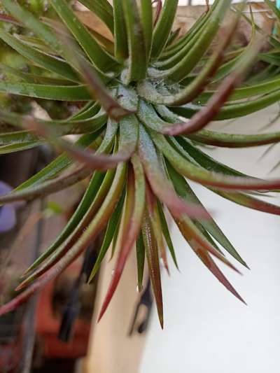 air plant
 #IndoorPlants