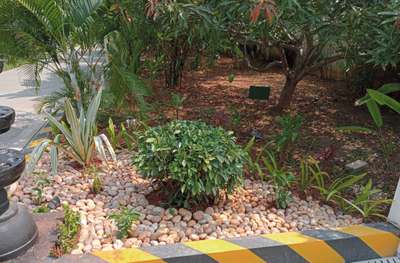 #bush  #ficus  #pebbles  #GardeningIdeas  #LandscapeIdeas