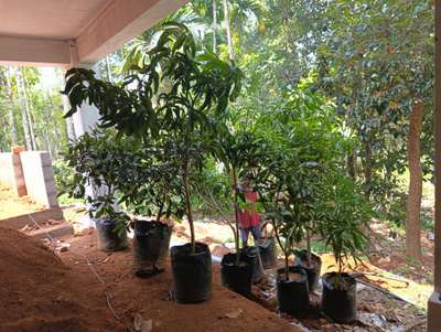 Fruit Gardening and Mango Tree Plantation in Ponnani Malappuram Kerala India.

 #plant_nursery_in_india
 #plant_nursery_in_ kerala
 #plant_nursery_in_malappuram
 #nellickal_nursery   #anish_nellickal  #ponnani