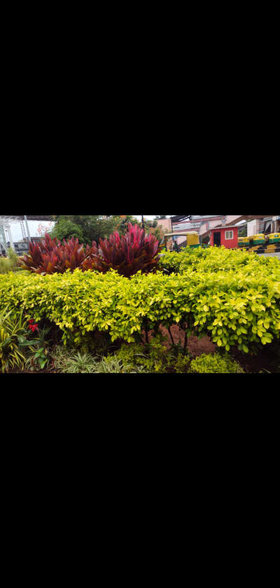 # garden plants  #