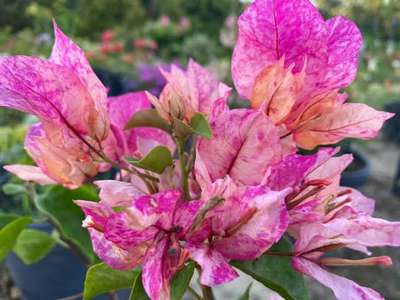 #bougainvillea