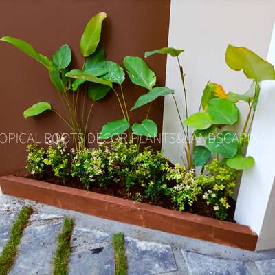 Trothic calliandra #calathea#natural stone work #tropical roots landscaping