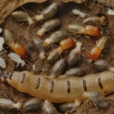 PEST CONTROL SERVICE #pestcontrol #termite #cockrochescontrol #antscontrol #bedbugs  #antitermitetreatment  #faridabad #DelhiGhaziabadNoida
