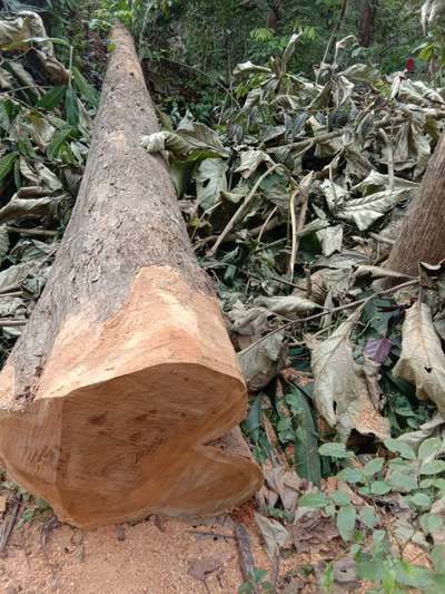 Teak wood for sale. 8848319496