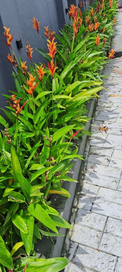 #LandscapeIdeas  #GardeningIdeas