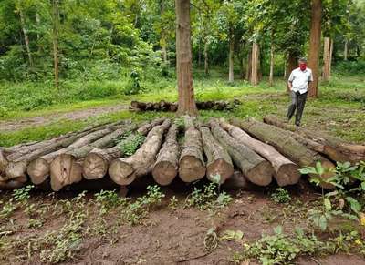 veevees timbers 

nilambur teak dealer
contact 798862