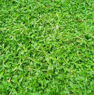 Singapore Miniature Pearl Grass #nilamel #kilimanoor #trivandrum #Kollam