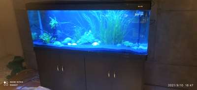 #fishtank #aquarium