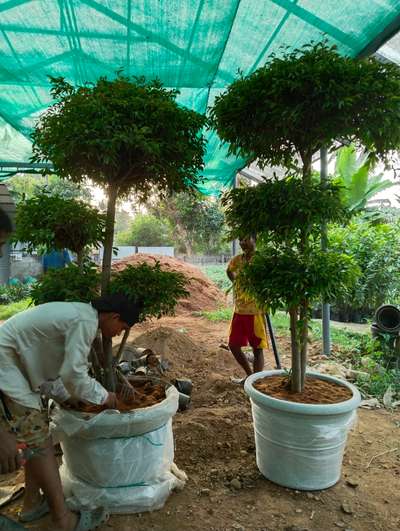 phycus bonsai 6000 rs starting
#mannuthy  #nursery  #LandscapeGarden  #Landscape 
joys garden mannuthy 9249611153