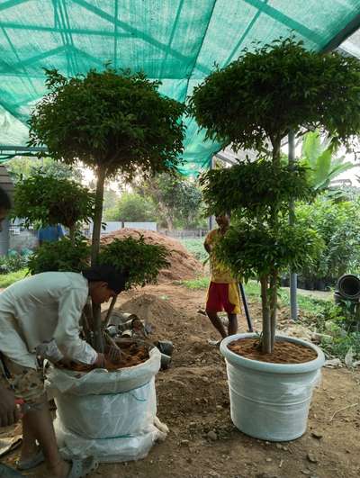 phycus bonsai 6000 rs starting
#mannuthy  #nursery  #LandscapeGarden  #Landscape 
joys garden mannuthy 9249611153