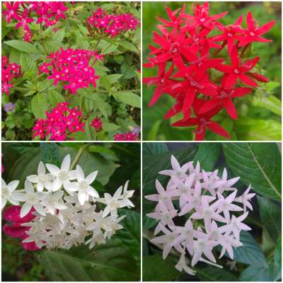 flowers  #RoseGarden #IndoorPlants