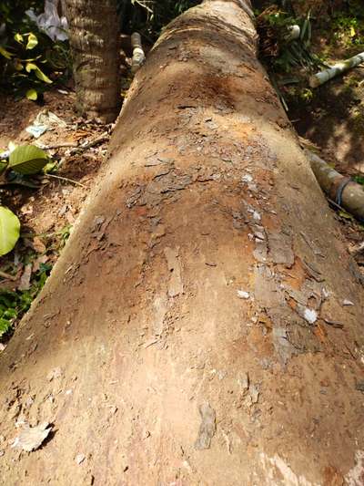 100" ആഞ്ഞിലി മരം ആവശ്യക്കാർ ബന്ധപ്പെടുക952^690^7118