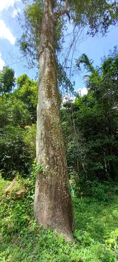 Big സൈസ് ആഞ്ഞിലി പ്ലാവ്
 നല്ല പഴക്കവും ഉറപ്പും  ഉള്ള വീട് നിർമ്മാണത്തിന് ഉത്തമമായ  നല്ല ക്വാളിറ്റിയുള്ള ആഞ്ഞിലിയും പ്ലാവും
 ആവശ്യക്കാർ വിളിക്കുക
 മൊത്തമായും ചില്ലറയായും കൊടുക്കപ്പെടും
TVM
8848292113

9526907118