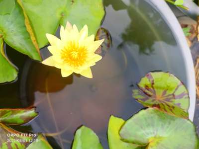 tropical water lily and lotus
GREEN FAT AQUATIC PLANTS WORLD THRISSUR   7907895371
