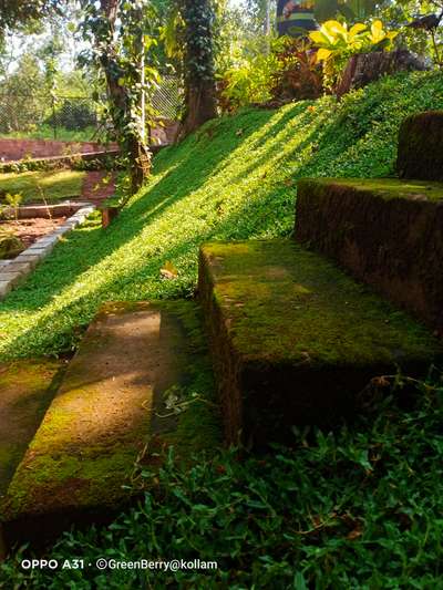 #PearlGrass  #Landscape