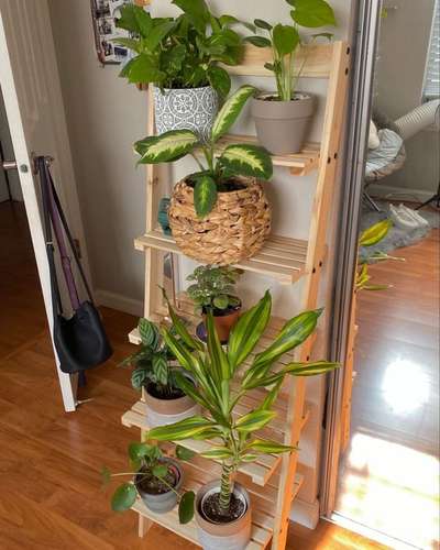 #IndoorPlants