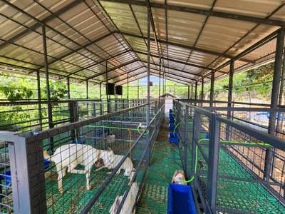 GOAT FARM CONSTRUCTION #goatfarm   #MetalSheetRoofing #metalfabrication #steelconstruction