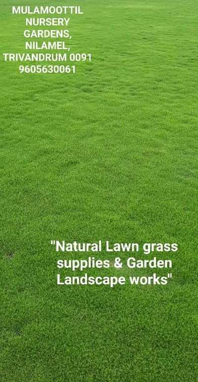 #NaturalGrass @ Sqft Rs.22
#mexicangrass #PearlGrass #bangloregrass