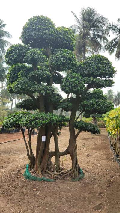 #naturelove #trees #exteriors #bonsai #greenary #greenconcept #outdoordecor #outdoorplant #8943814467